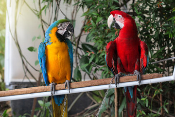 Beautiful scene of macaw couple, looked at each other.