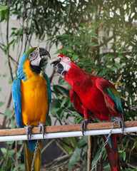 Beautiful scene of macaw couple, looked at each other.