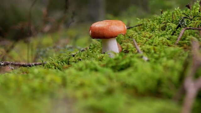 nature, environment and mushrooms concept - russule growing in autumn forest