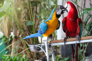Beautiful scene of macaw couple, kissing moment.