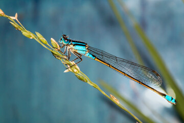 Blue Dragonfly on a perch in the garden