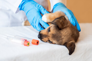 Female vet holding cute puppy in hospital