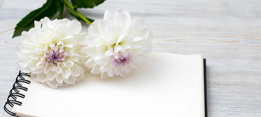 Two white dahlias on a gray backdrop