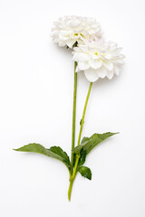 White autumn dahlias isolated on white background. © elenarostunova