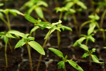 Plant propagation.