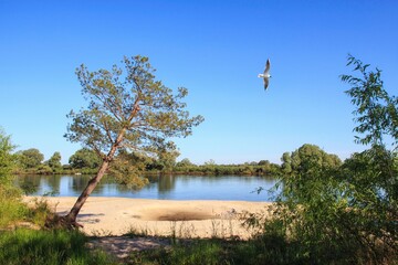 Fototapeta na wymiar Bank of river with flying gull