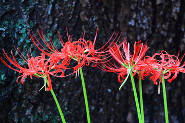 宮城県　羽黒山公園の彼岸花