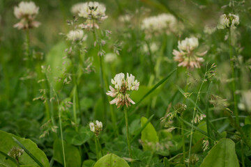 Trifolium pratense, the white clover in the meadow.