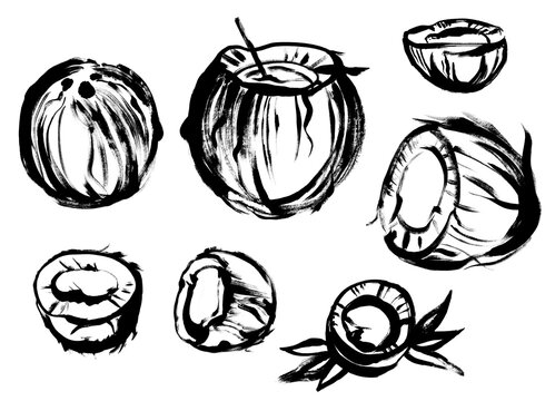 coconut in a set of black paint drawing with a dry brush on a white background isolated for prints on clothing and surface design