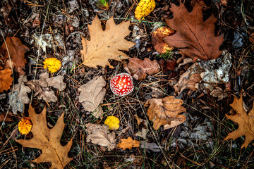 Amanita with a bright red hat among the foliage in the autumn forest. - 383824771