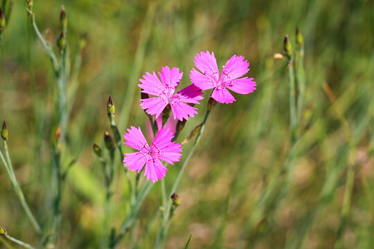 Dianthus borbasii vandas, dianthus deltoides blooming in the meadow.