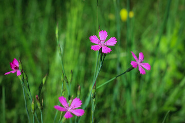Fototapeta premium Dianthus borbasii vandas, dianthus deltoides blooming in the meadow.