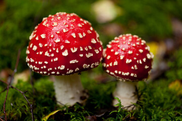 Naklejka premium agaric amanita muscaia mushroom detail in forest autumn 