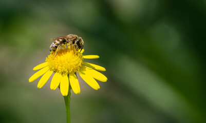 Fliege auf der Blume