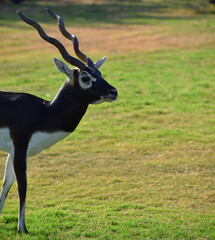 A male Blackbuck also known as Antelope, close up, Big horned wild male blackbuck