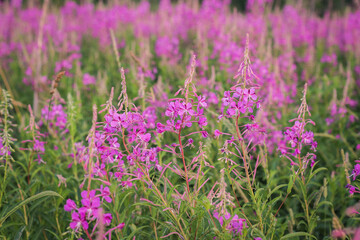 Obraz premium Chamaenerion angustifolium, a Fireweed blooming in the meadow.