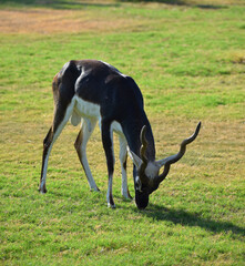 A male Blackbuck also known as Antelope, close up, Big horned wild male blackbuck
