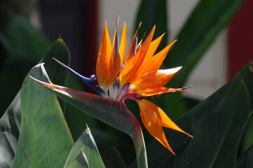 A bird-of-paradies flower in full blossom