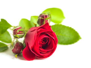 Red roses bouquet isolated on white