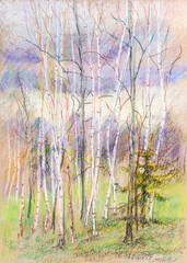 Obraz na płótnie Canvas birches in spring