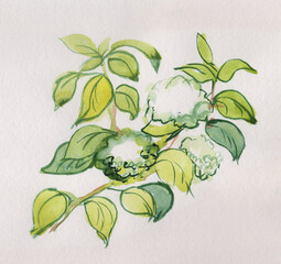 branch of white hydrangea