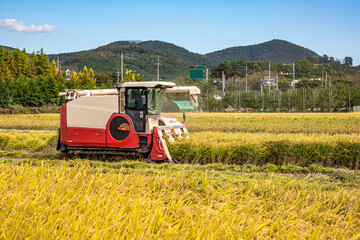 Harvester machine is harvesting rice