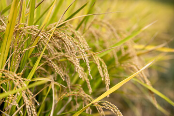 Yellow rice ears ripening golden in autumn rice paddies.