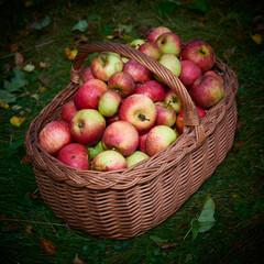 Apple harvest background, wicker basket on green wet grass after rain, top view
