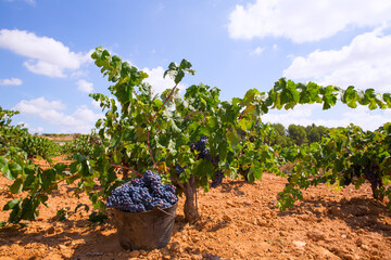 bobal harvesting with wine grapes harvest