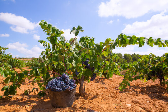 bobal harvesting with wine grapes harvest