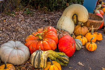 Fall Gourds