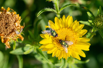Zwei Fliegen auf gelber Blume