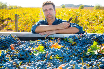 Mediterranean vineyard farmer harvest cabernet sauvignon