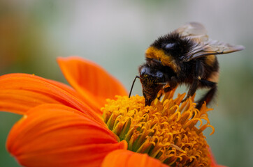 Hummel auf Blüte 1