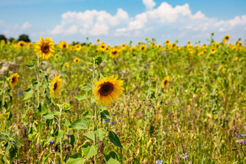Feld mit Sonnenblumen und blauem Himmel