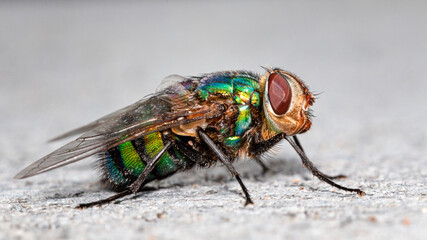 Green Macro Fly in the backyard
