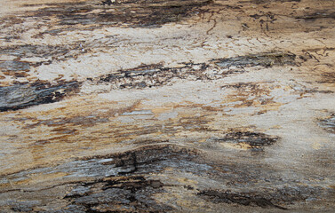 Embossed texture of a poplar tree trunk. Panoramic photo of the tree texture.