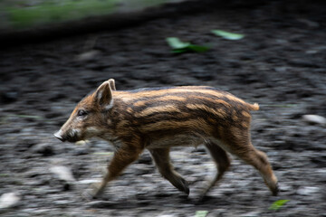 Fototapeta premium Dynamic photo of a wild boar baby in full motion