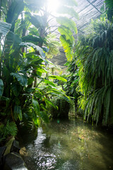 Tropical plants over pond in glasshouse