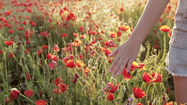 Young girl walking through a blooming poppy field, gently brushing her hand over red flowers in warm summer sunlight