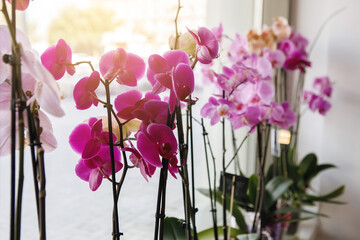 Orchid phalenopsis at the window