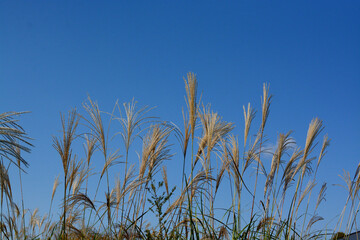 青空の秋風にたなびくすすき