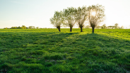 The sun behind willow trees in a green meadow