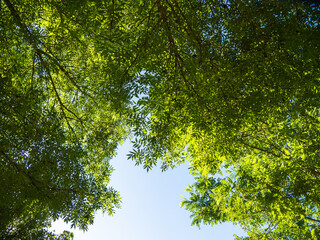 Daughters of the tree seen from below with blue sky in the background. the leaves are green