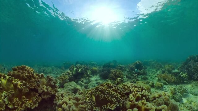 Colourful tropical coral reef. Scene reef. Seascape under water. Philippines.