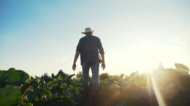 agriculture. man farmer in a rubber boots walks green field grass. farmer worker goes home crop after harvesting working day agriculture . agribusiness subsistence agriculture
