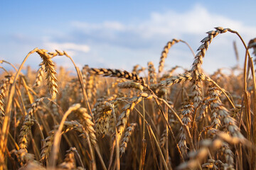 Fototapeta premium Summer landscape. Near view of gold ears wheat. Rich harvest. Ripe wheat ready for harvesting.