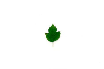 Fototapeta premium beautiful autumn leave isolated on white background