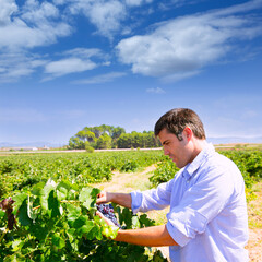 Winemaker oenologist checking bobal wine grapes