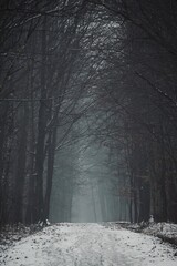 Snow covered road in forest